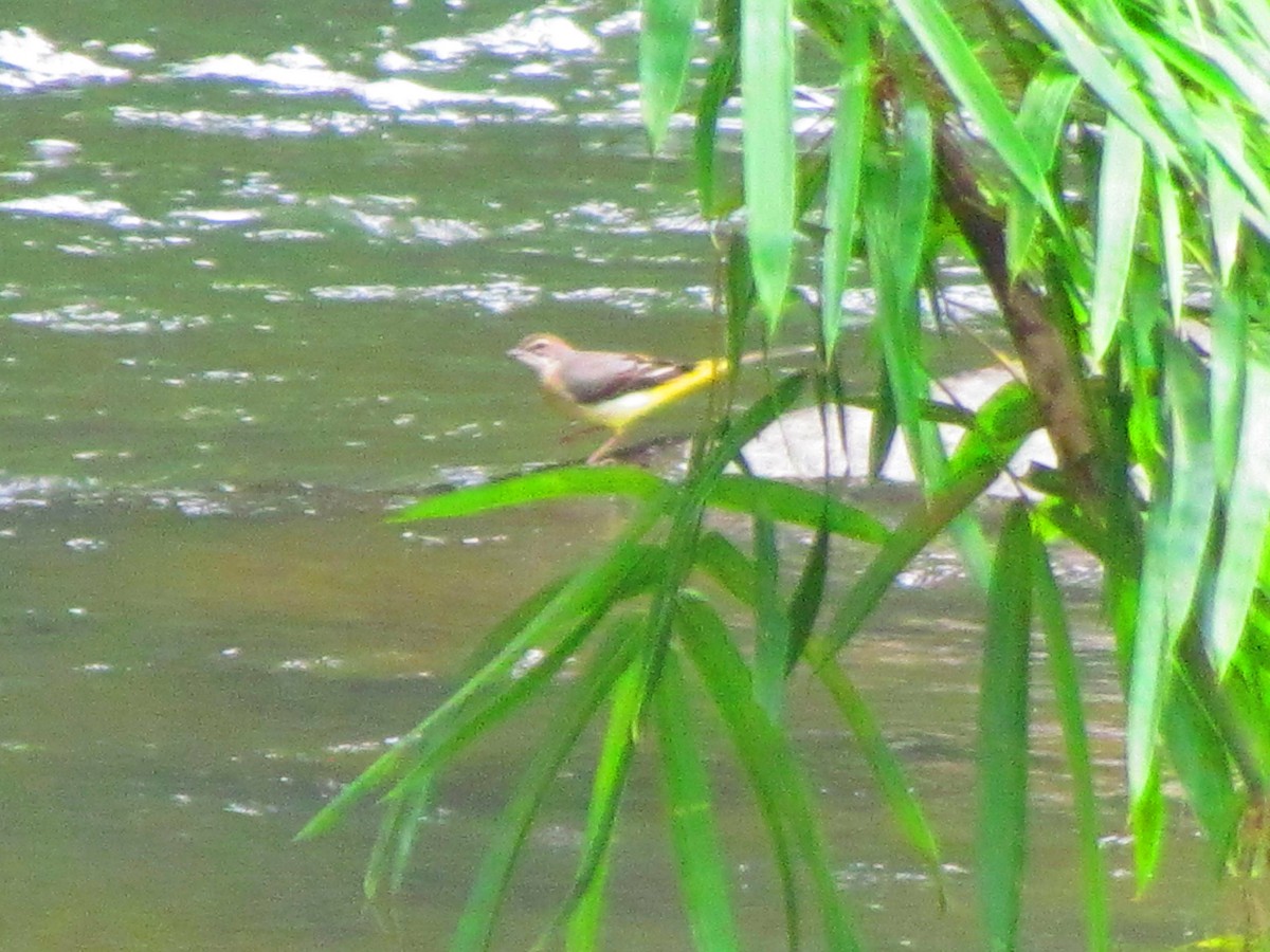 Gray Wagtail - ML642573750