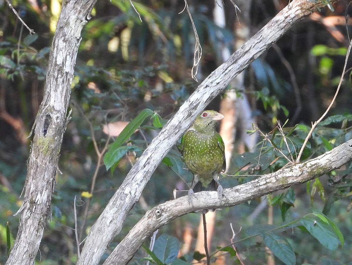 Green Catbird - ML642573797