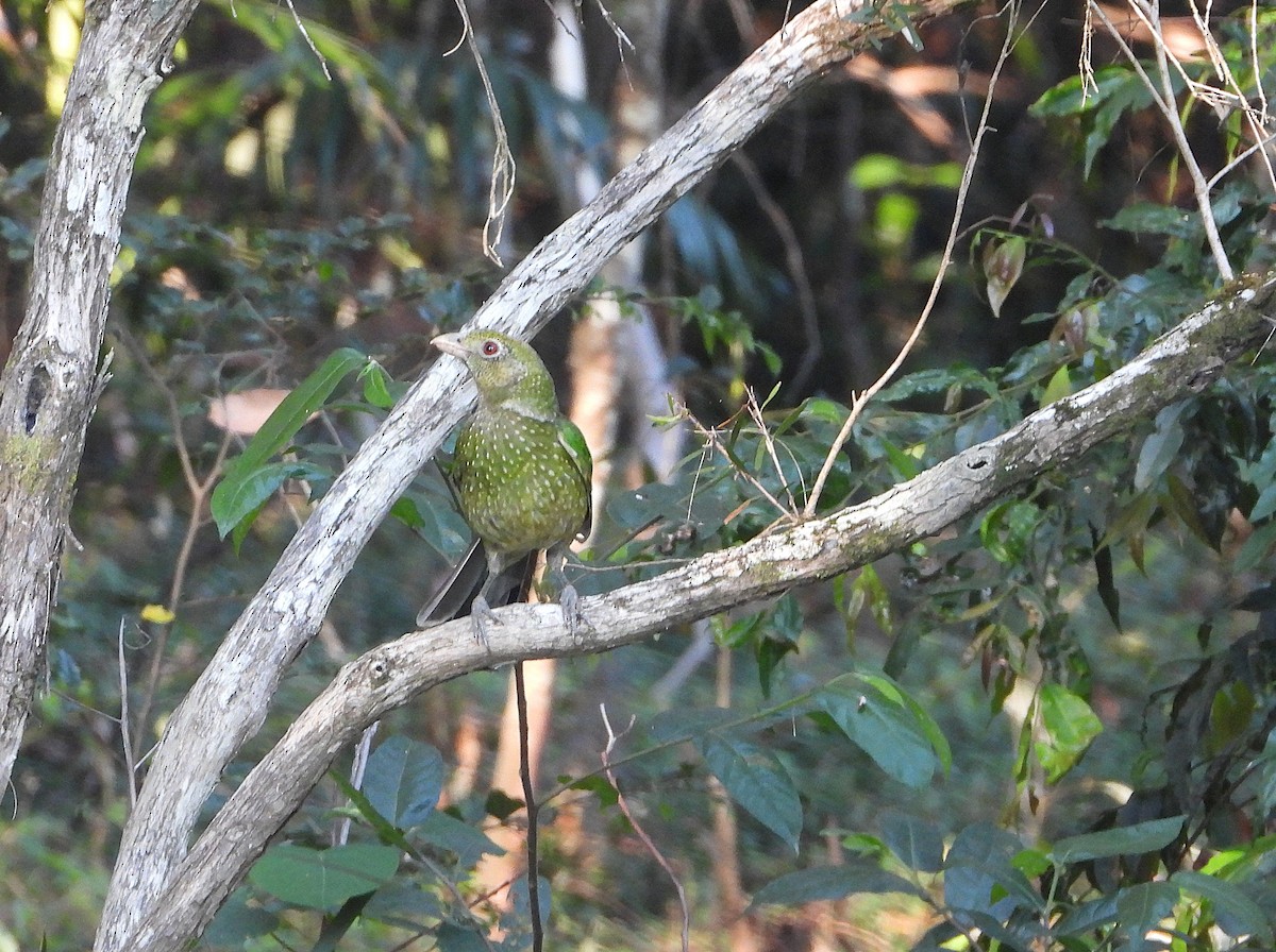 Green Catbird - ML642573798