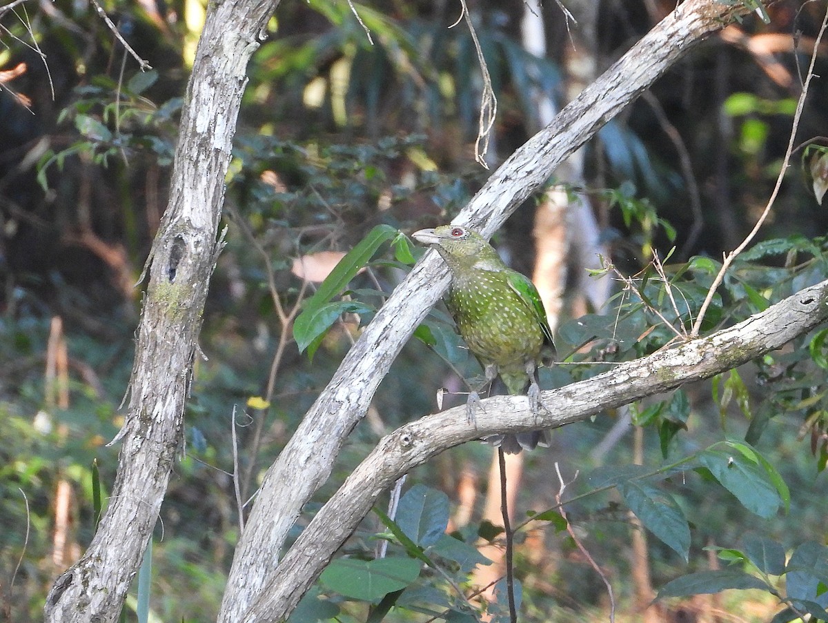 Green Catbird - ML642573799