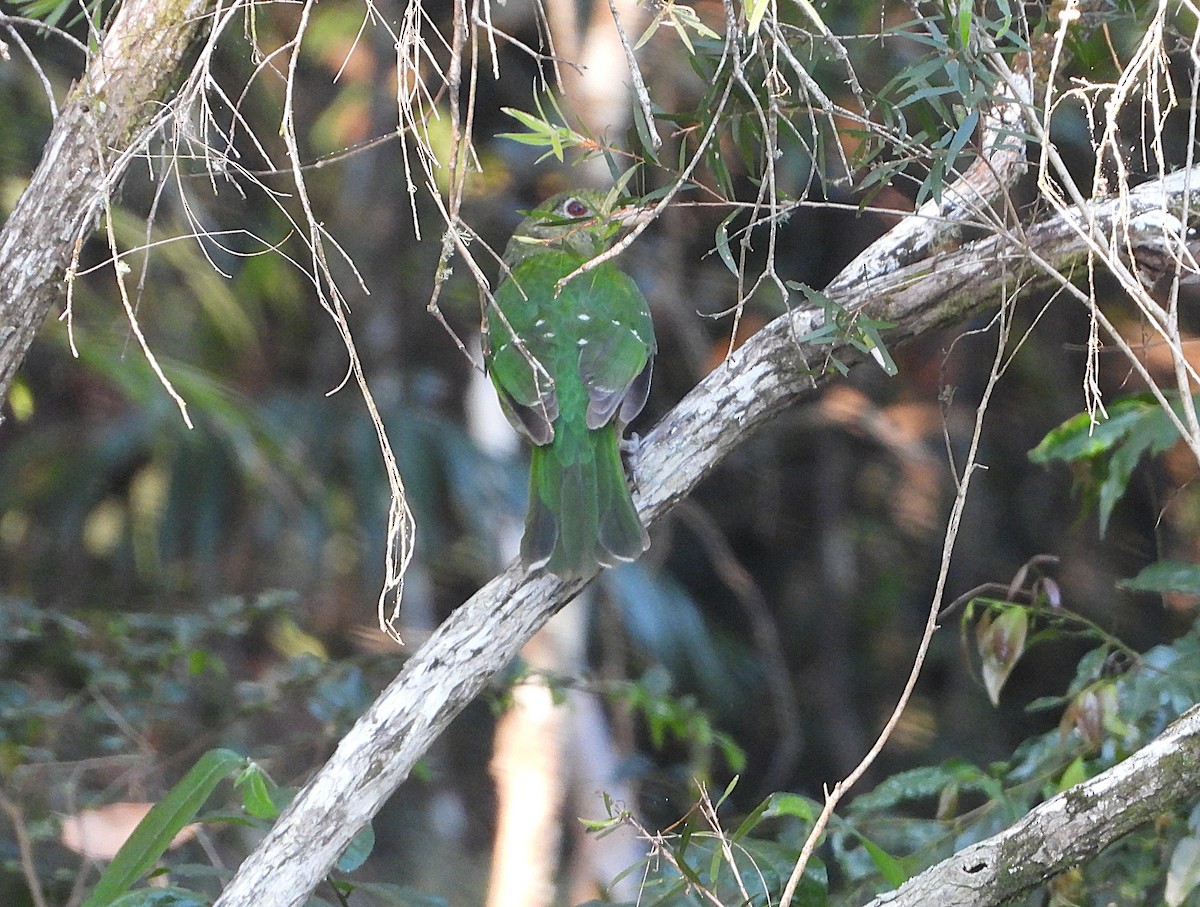 Green Catbird - ML642573800