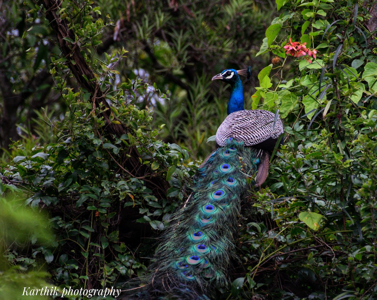 Indian Peafowl - ML642573801