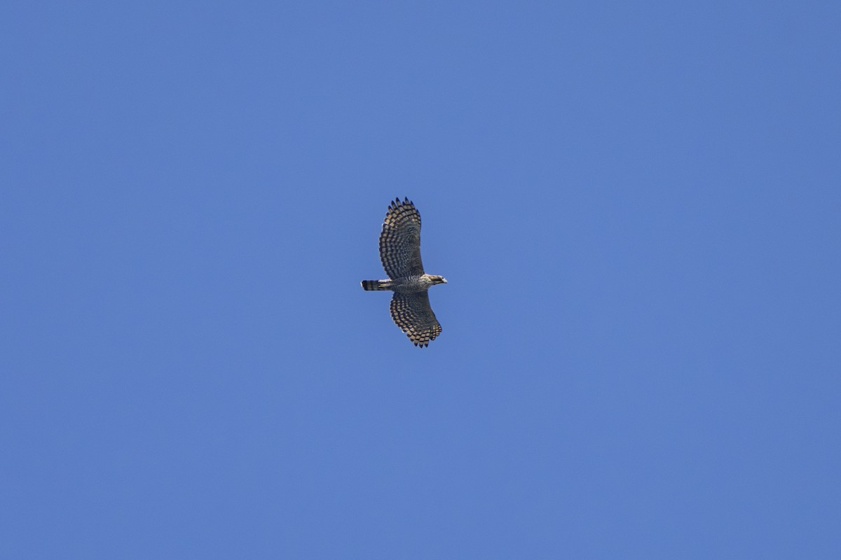 Mountain Hawk-Eagle - ML642573802