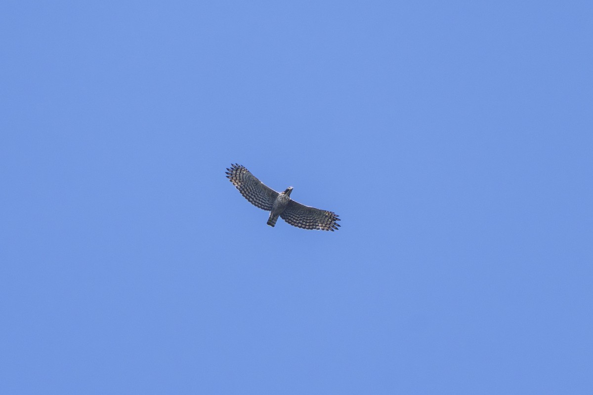 Mountain Hawk-Eagle - ML642573803