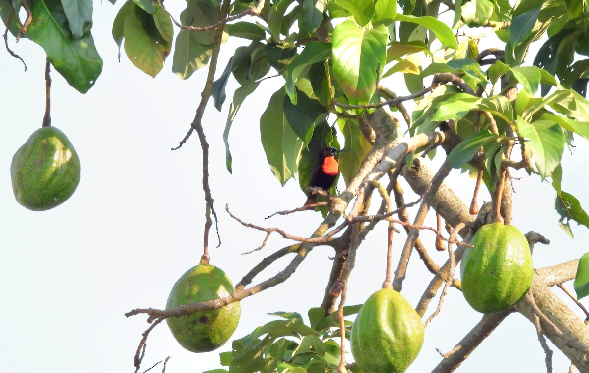Scarlet-chested Sunbird - ML642573858