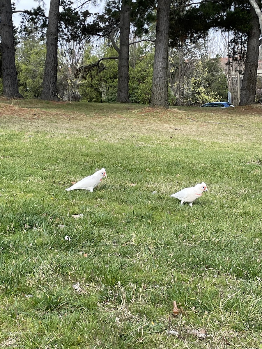 Long-billed Corella - ML642573870
