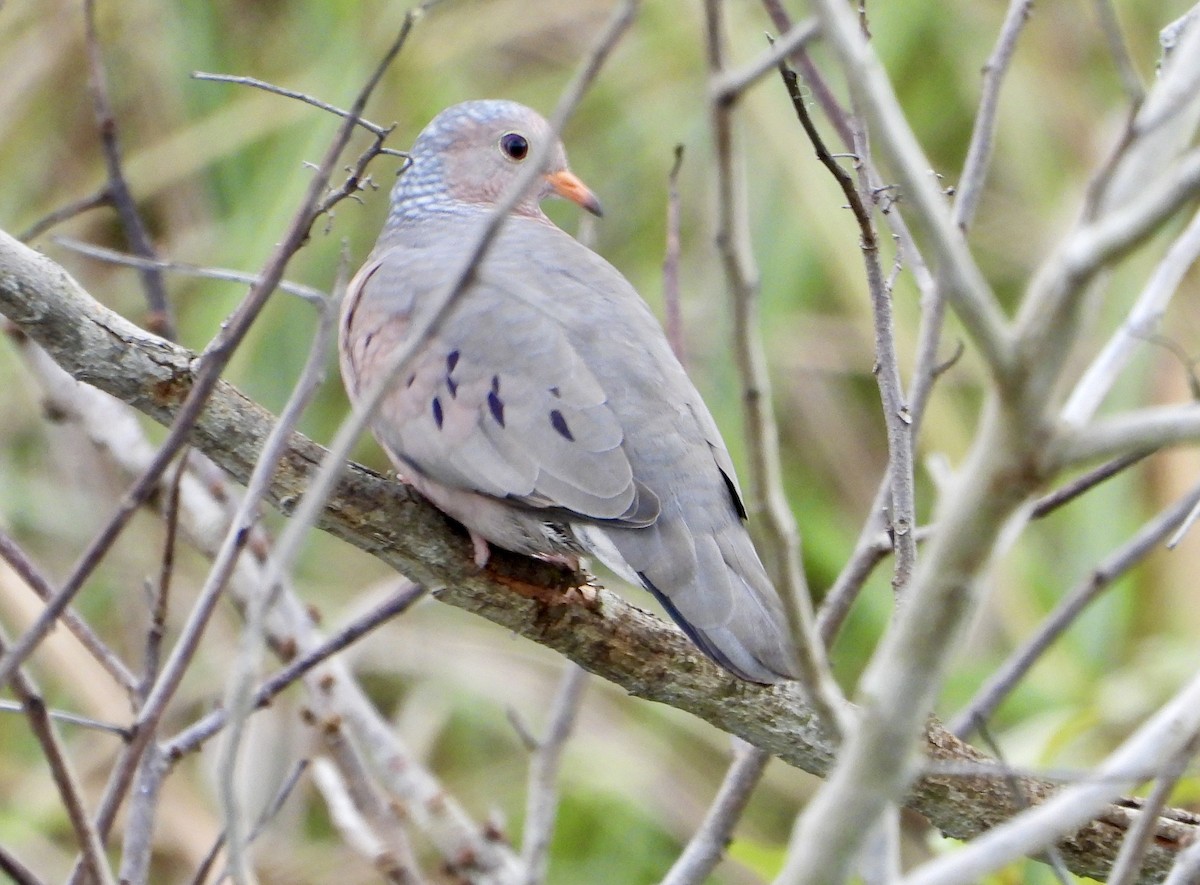 Sperlingstäubchen - ML642573879