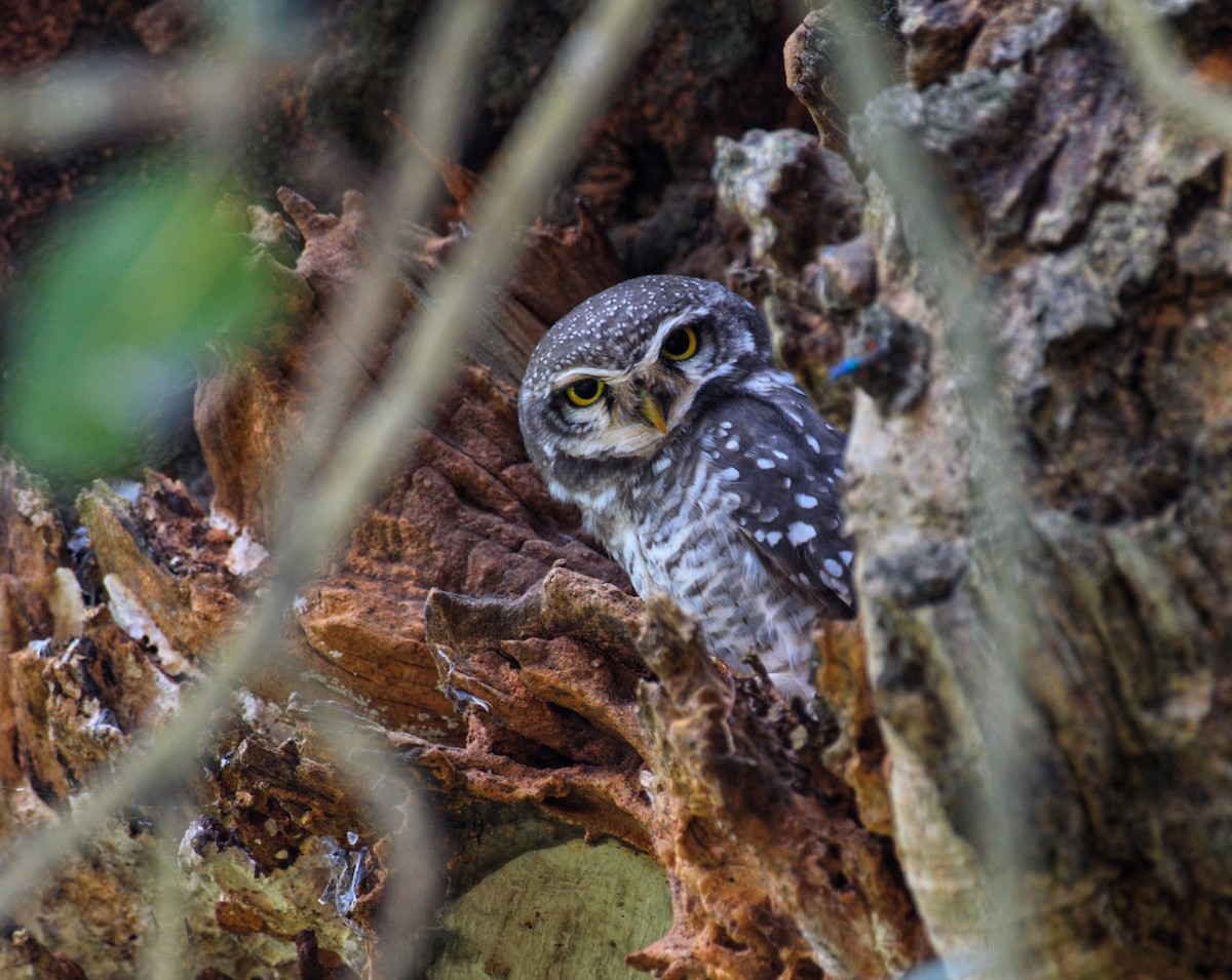 Spotted Owlet - ML642573902