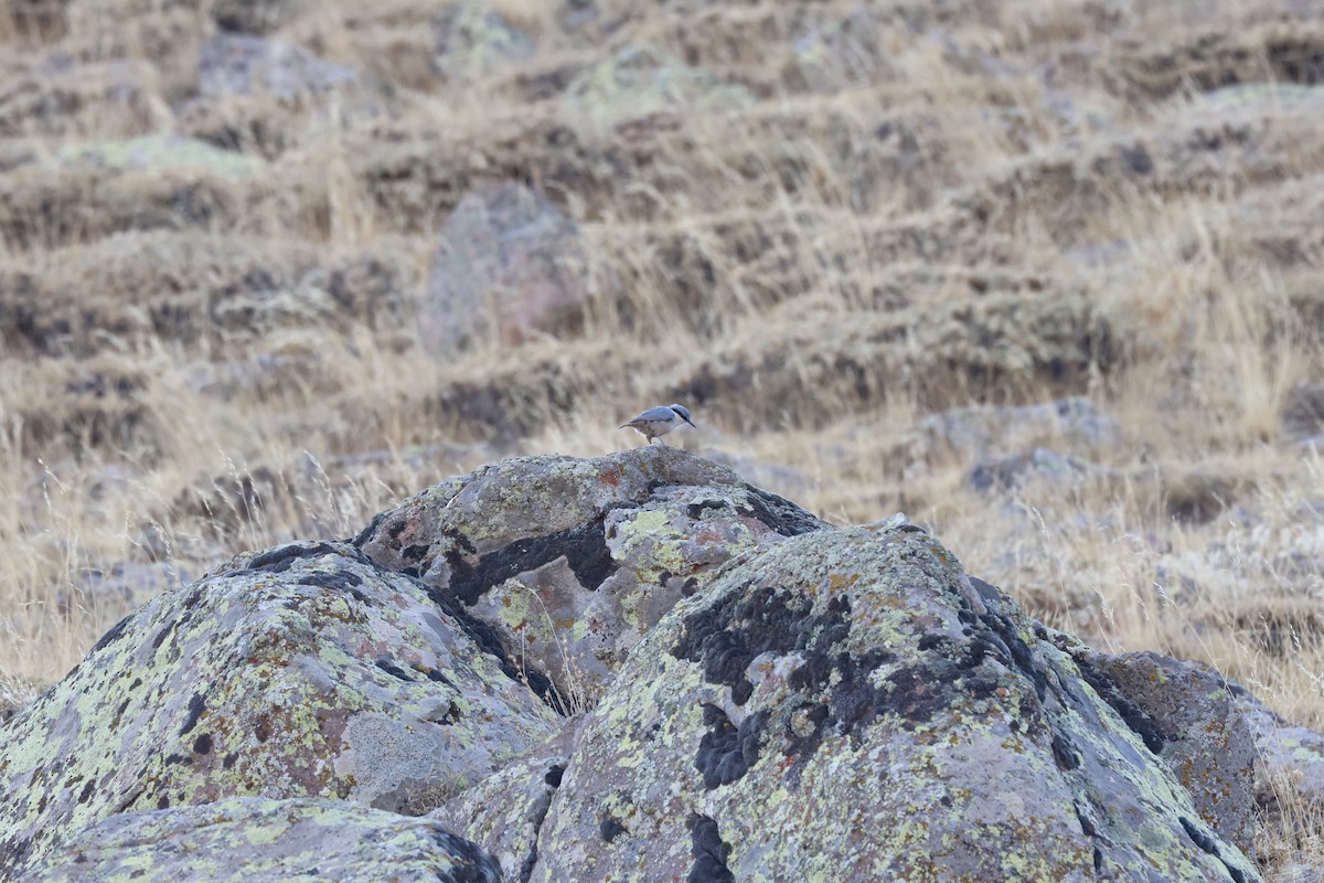 Western Rock Nuthatch - ML642573935