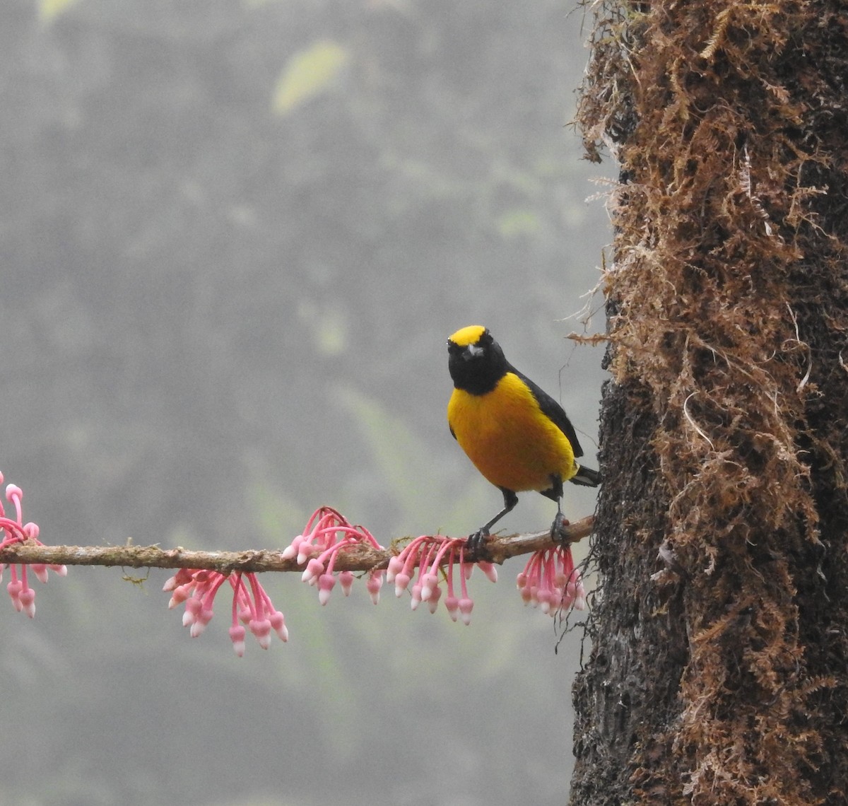 Orange-bellied Euphonia - ML642573937