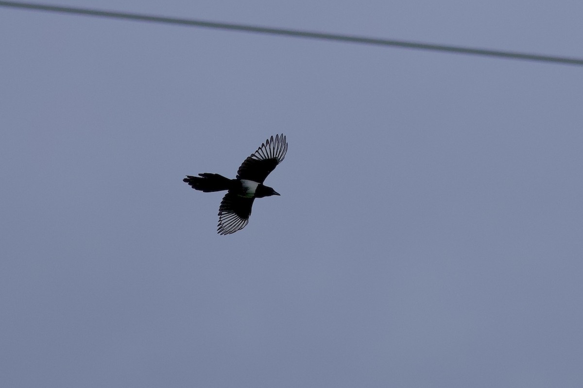 Eurasian Magpie - ML642573974