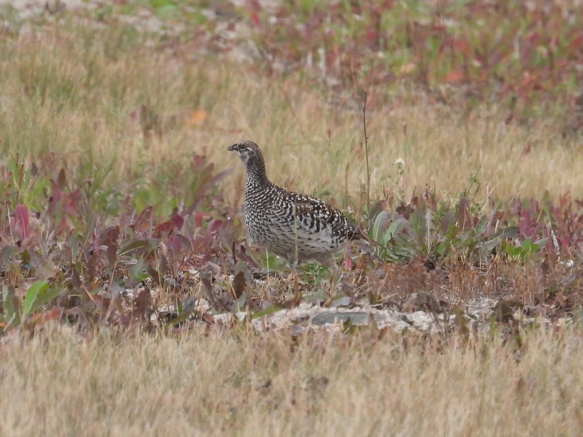 Schweifhuhn - ML642573977