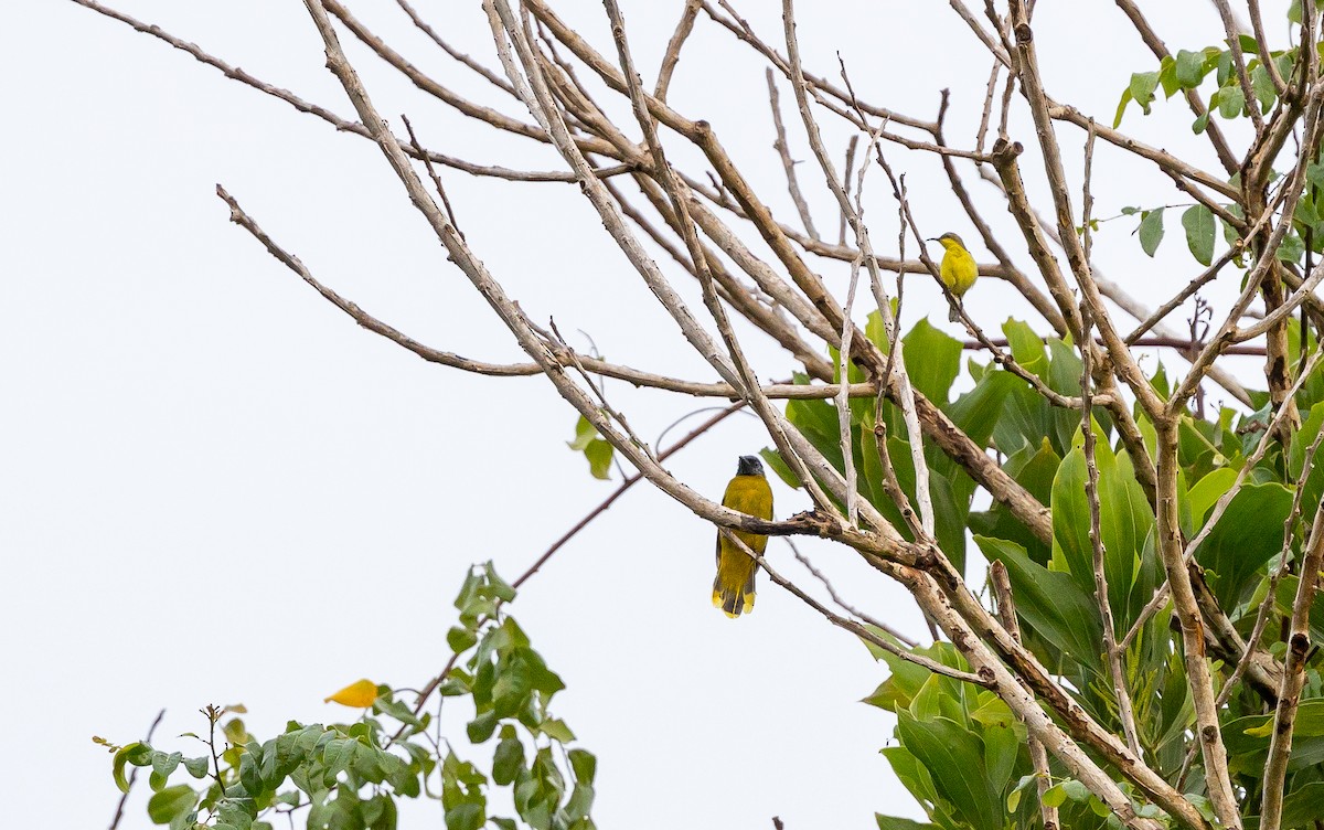 Black-headed Bulbul - ML642574030