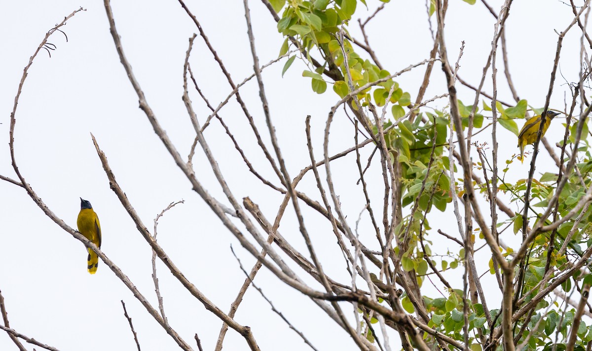 Black-headed Bulbul - ML642574031
