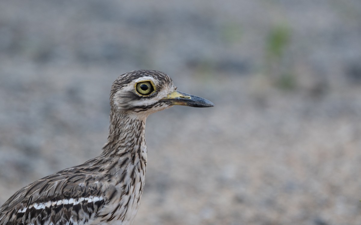 Indian Thick-knee - ML642574034