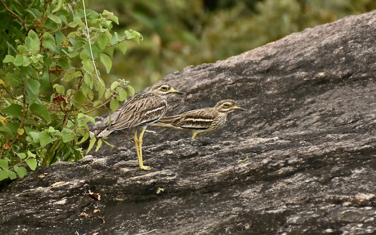 Indian Thick-knee - ML642574057