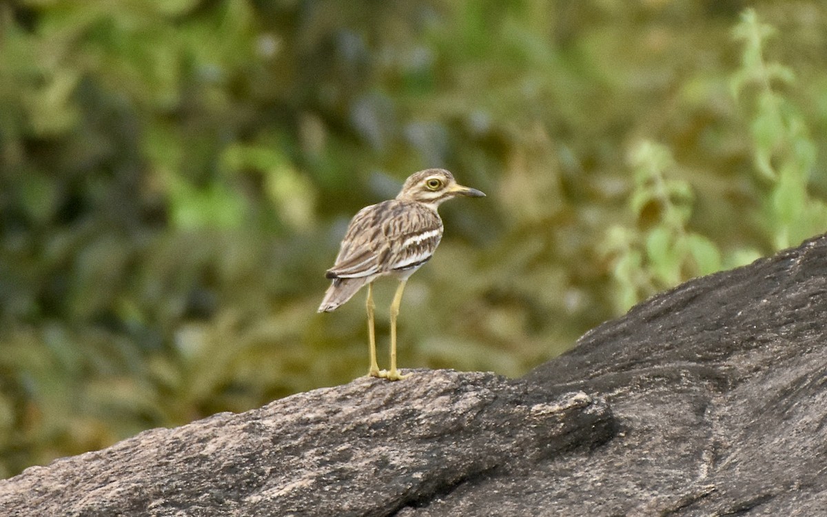 Indian Thick-knee - ML642574060