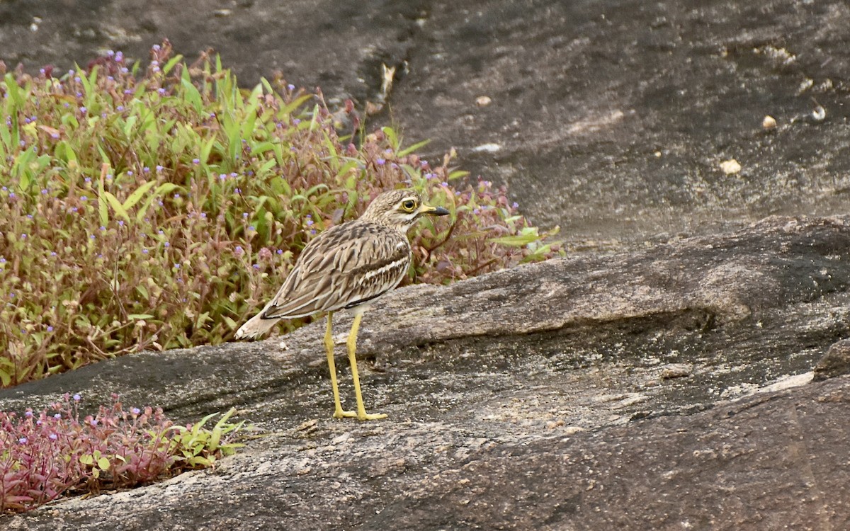 Indian Thick-knee - ML642574061