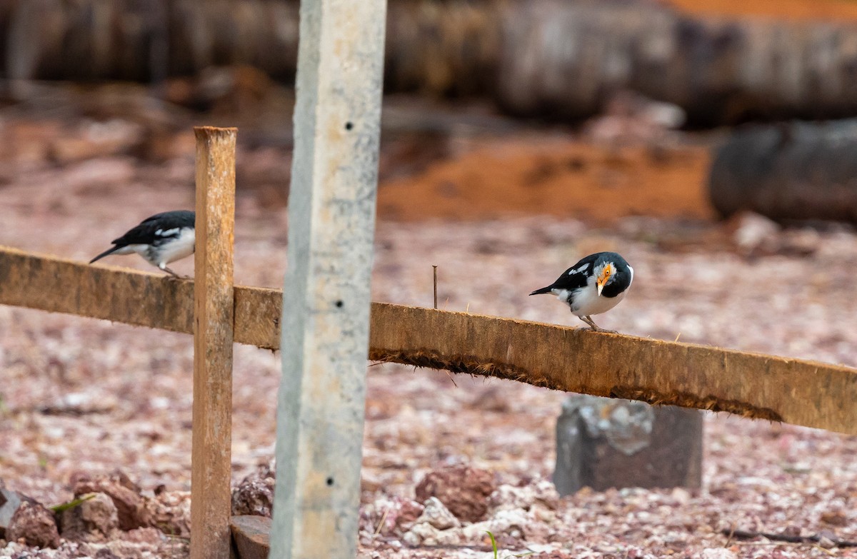 Siamese Pied Starling - ML642574066