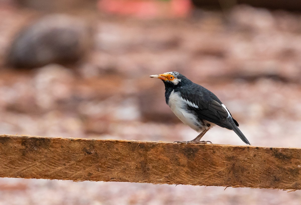Siamese Pied Starling - ML642574068