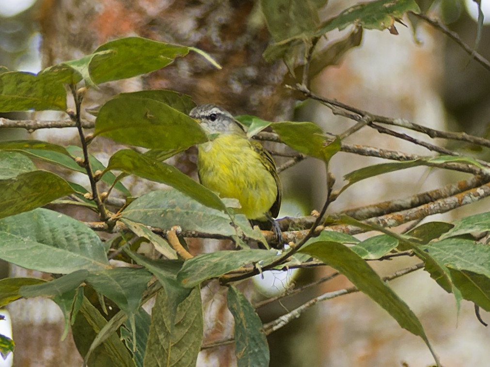 Island Leaf Warbler - ML642574072