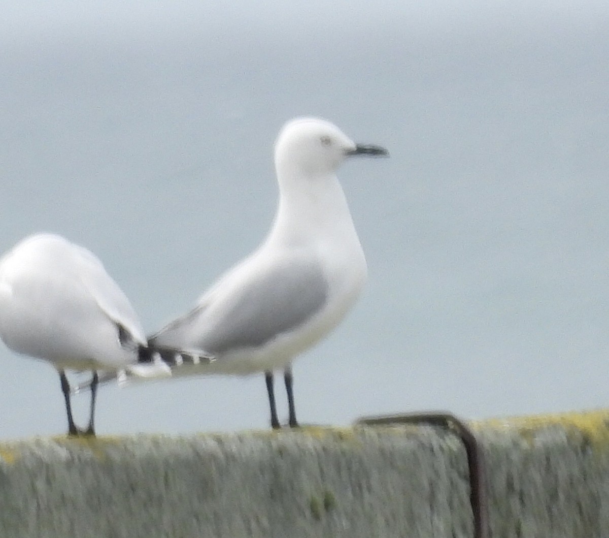 Black-billed Gull - ML642574079