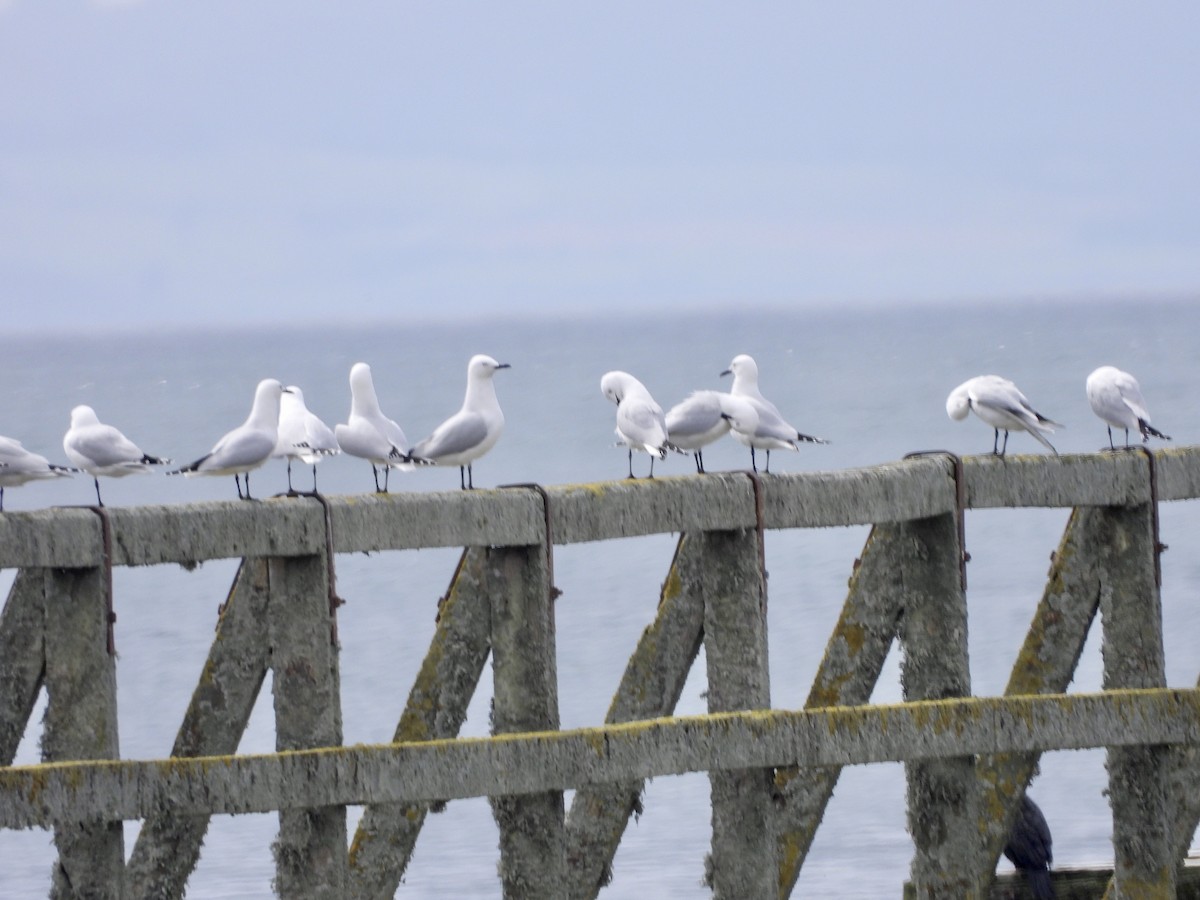 Black-billed Gull - ML642574080