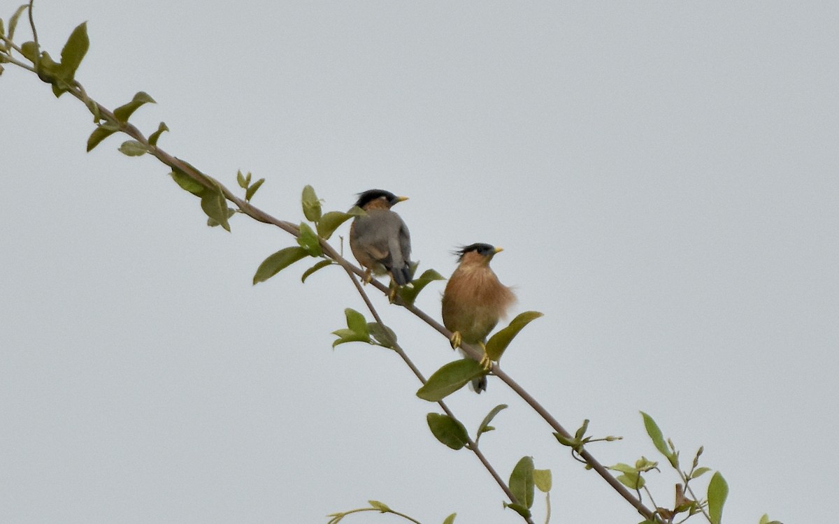 Brahminy Starling - ML642574082