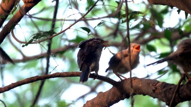 Pied Cuckoo - ML642574083