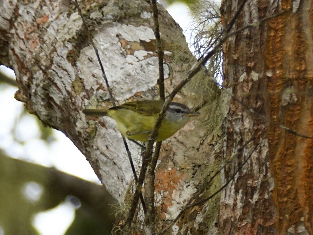 Island Leaf Warbler - ML642574090
