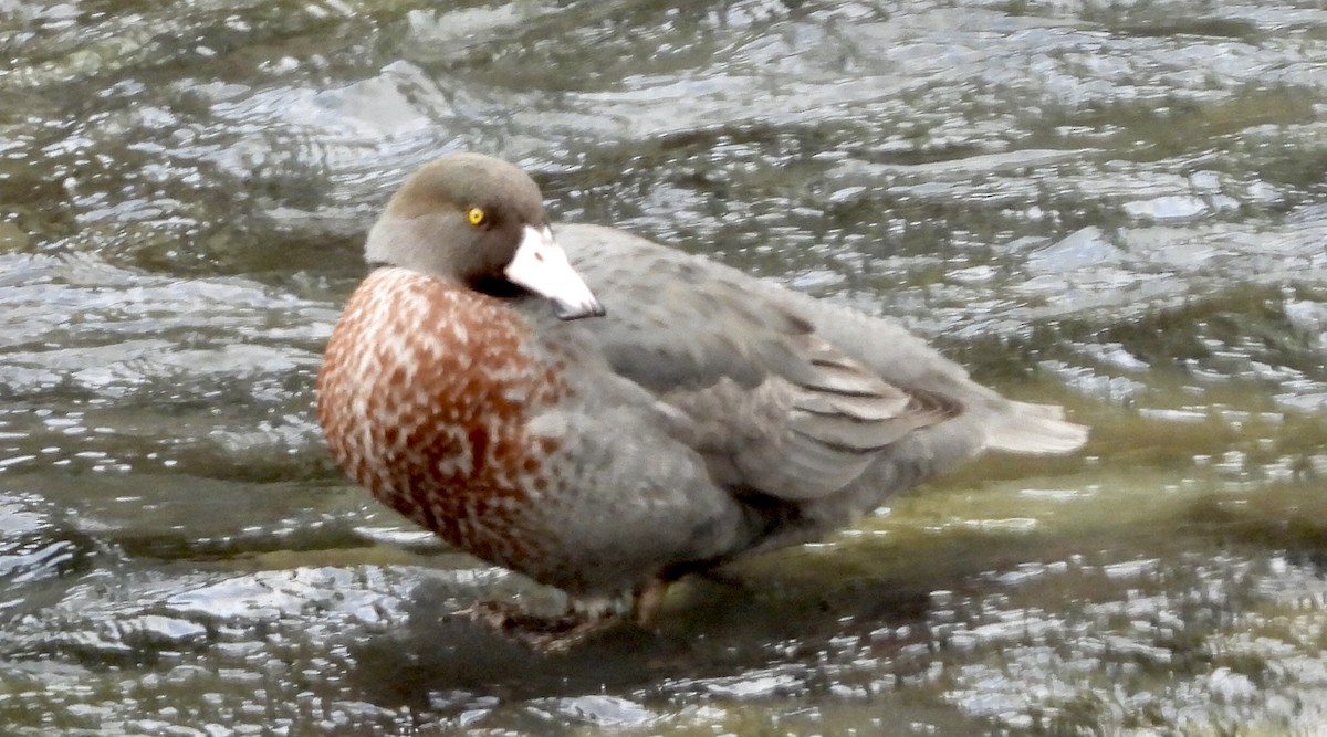 Blue Duck - ML642574115
