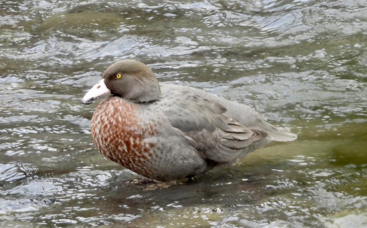 Blue Duck - ML642574116