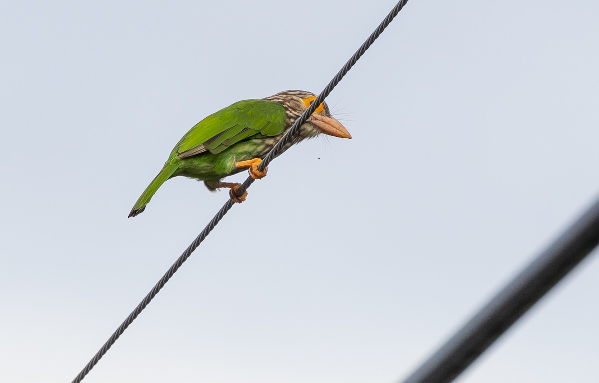 Lineated Barbet - ML642574131