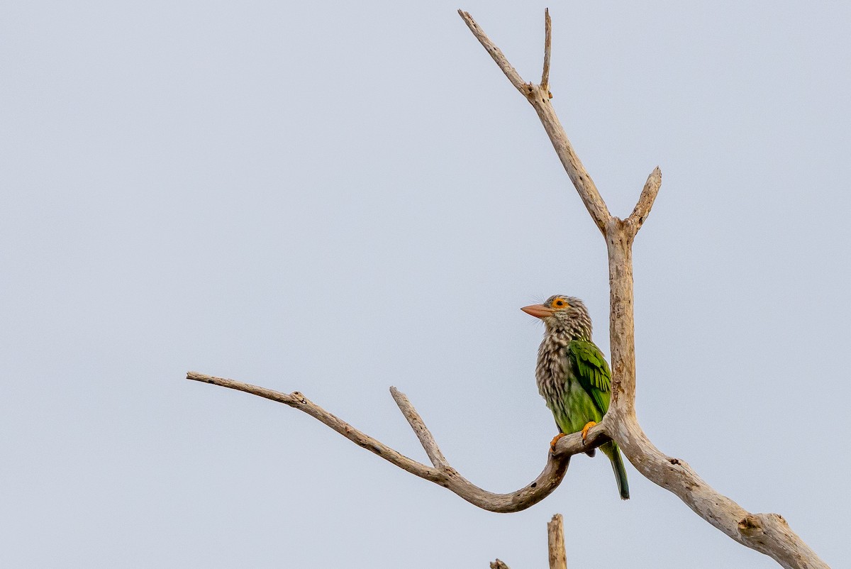 Lineated Barbet - ML642574132
