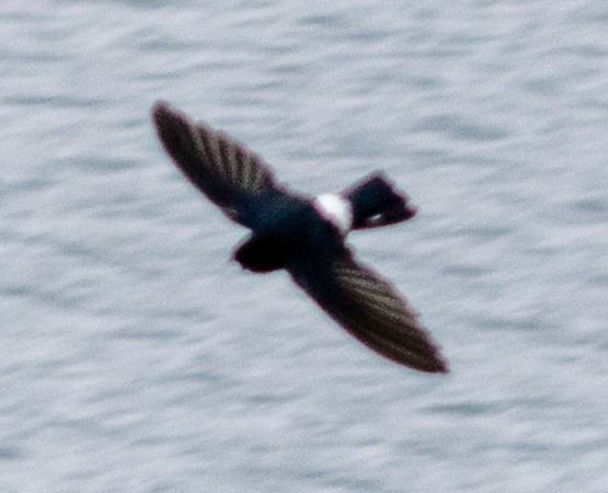 White-rumped Swiftlet - ML642574143