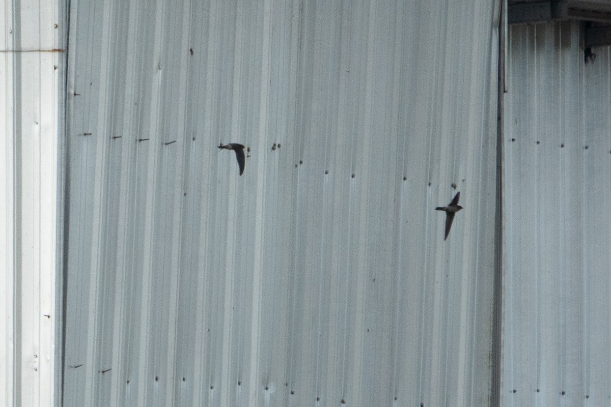 White-nest Swiftlet (White-nest) - ML642574214