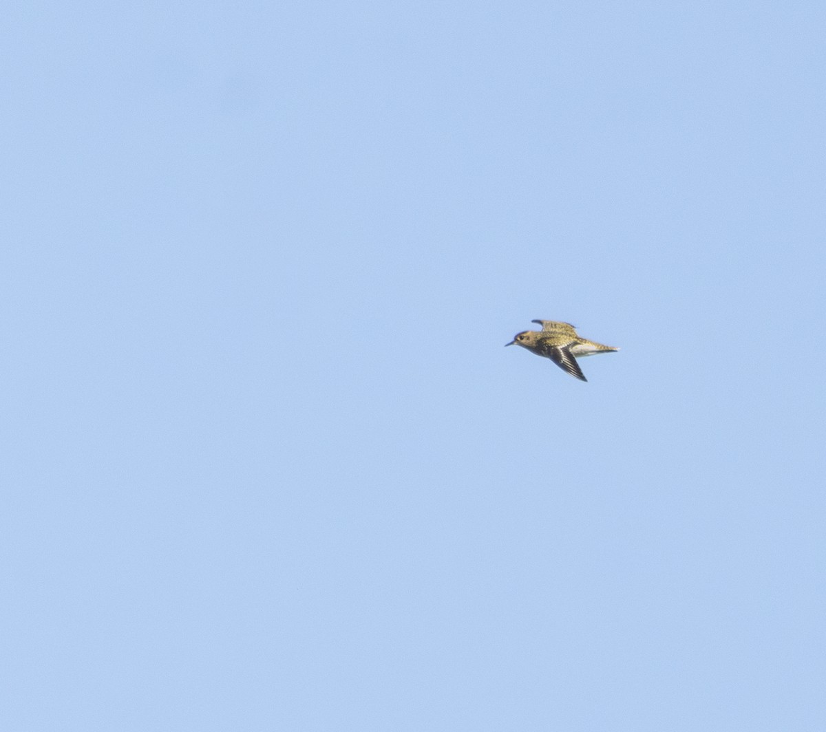 European Golden-Plover - ML642574254