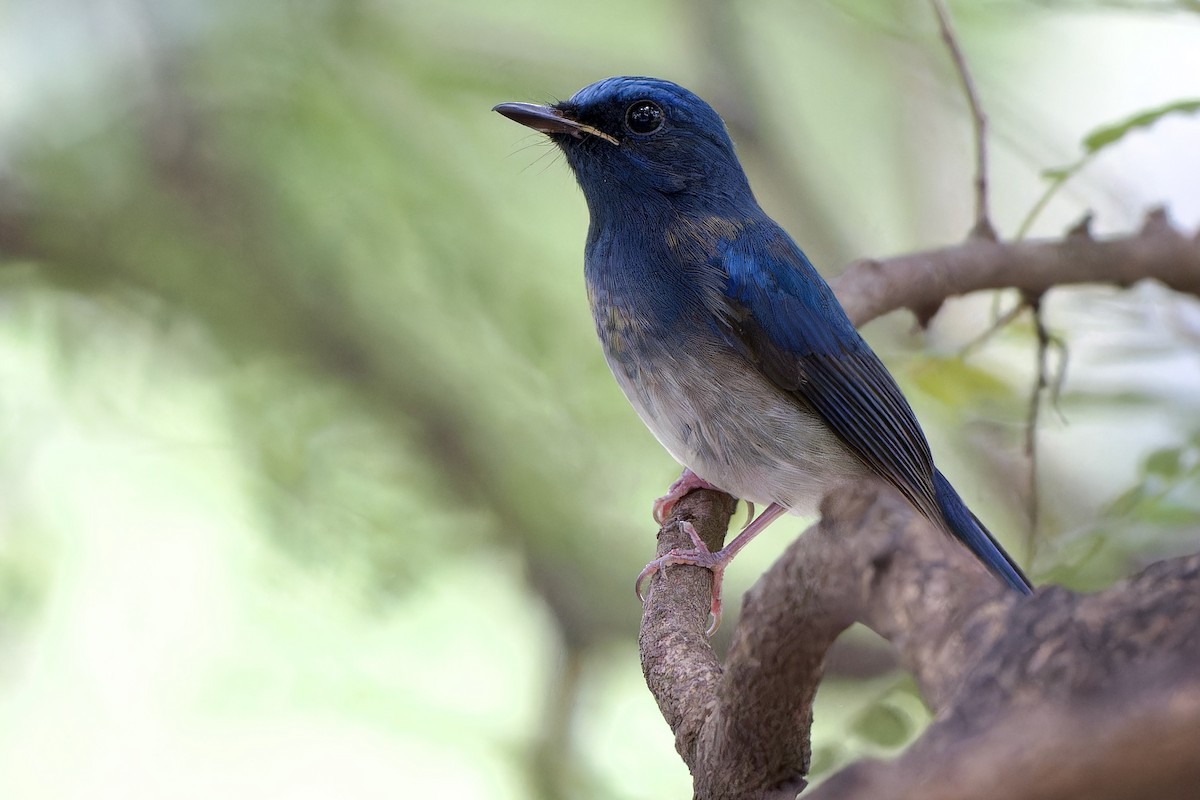 Hainan Blue Flycatcher - ML642574271