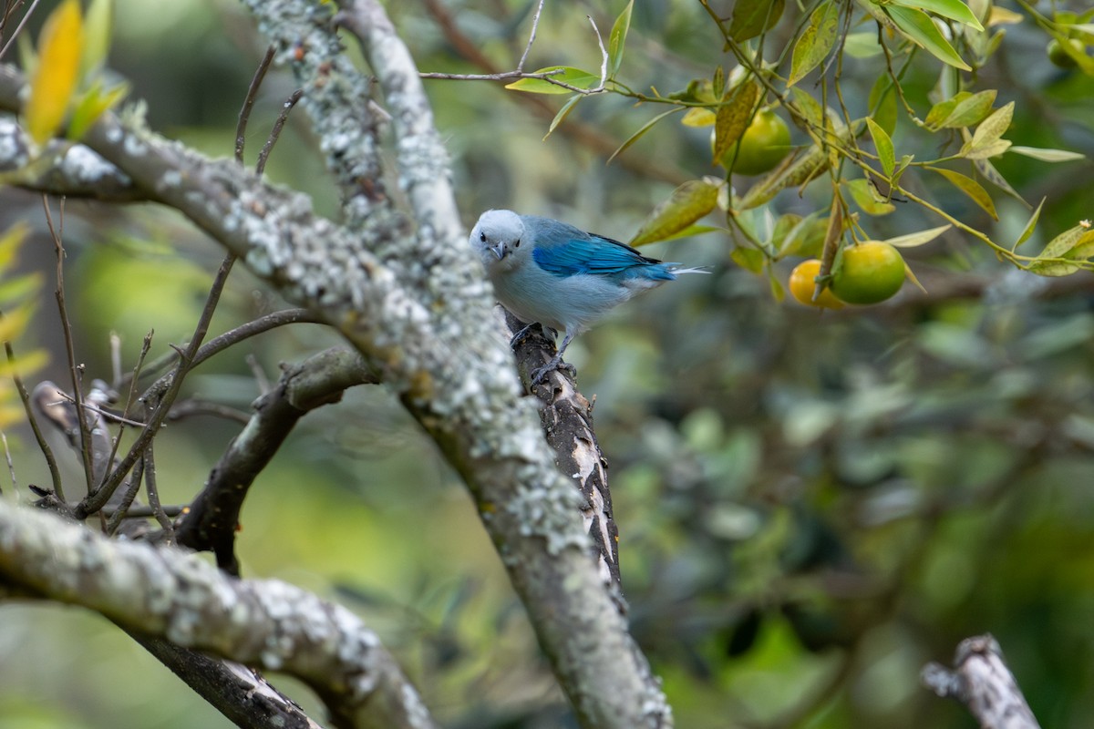 Blue-gray Tanager - ML642574302