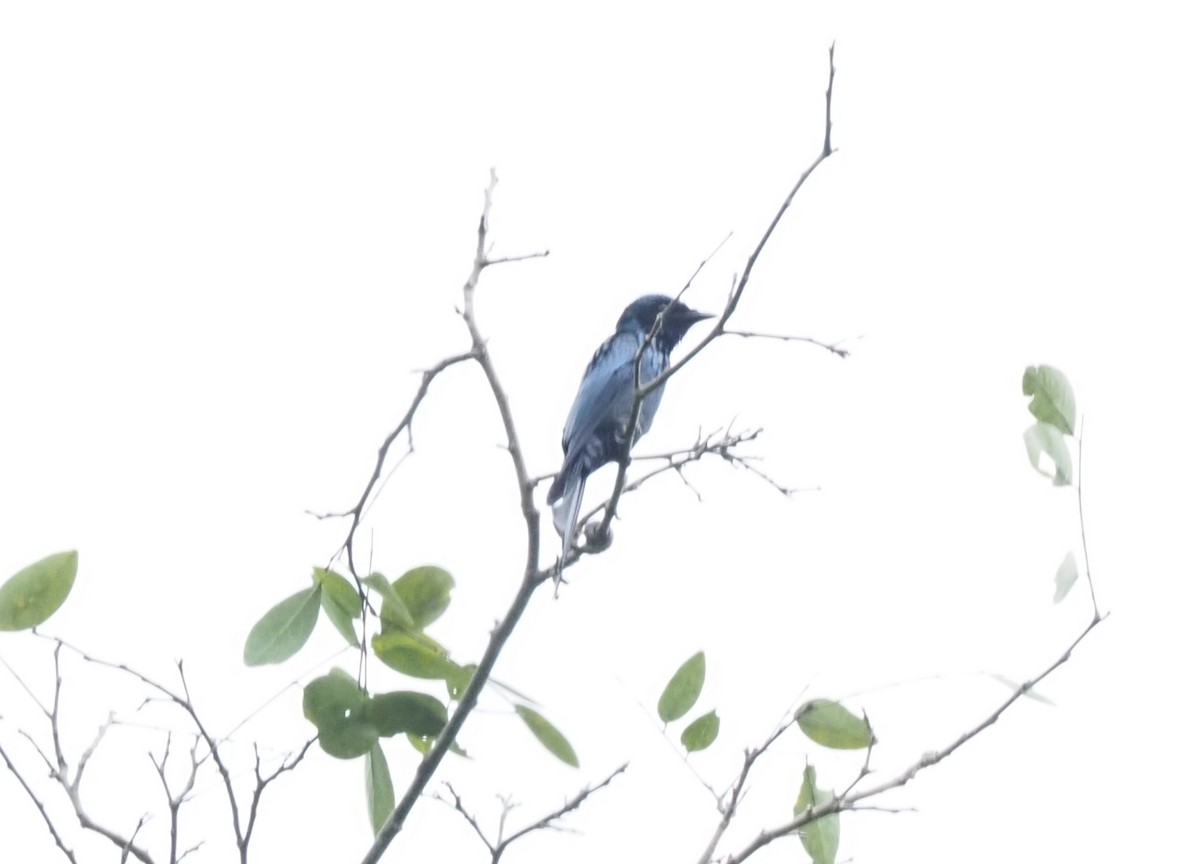 Bronzed Drongo - ML642574319
