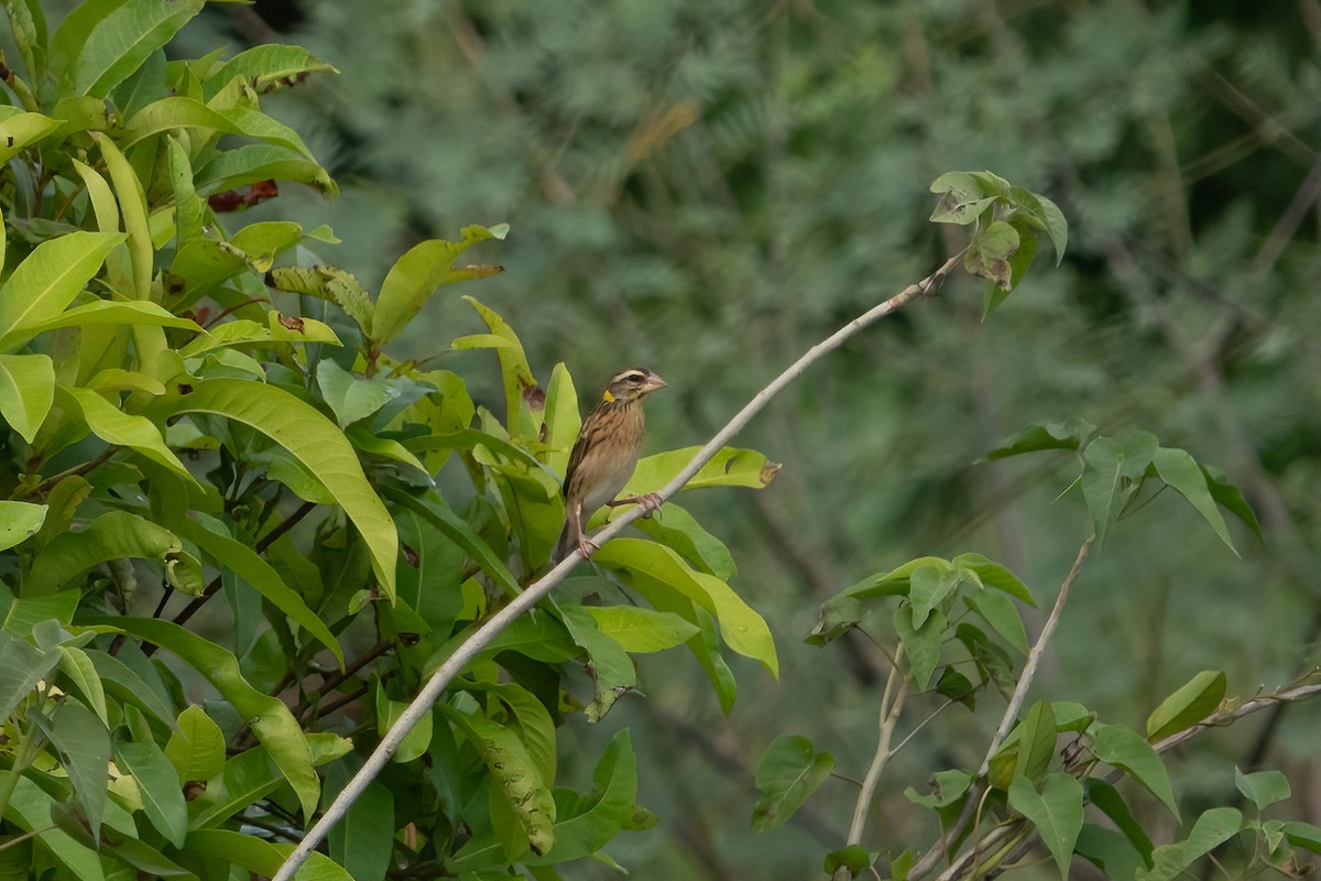 Streaked Weaver - ML642574326