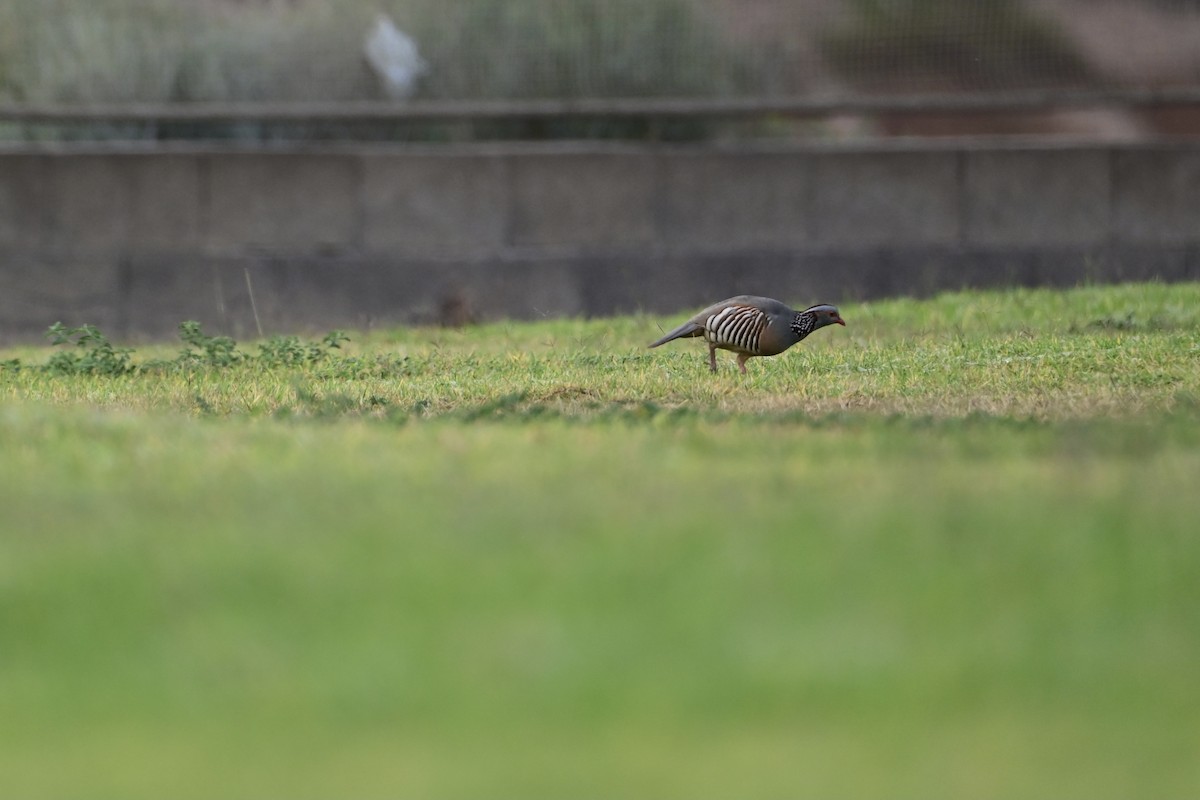 Barbary Partridge - ML642574331