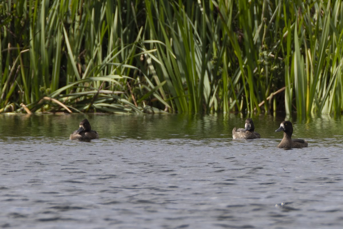 Tufted Duck - ML642574332