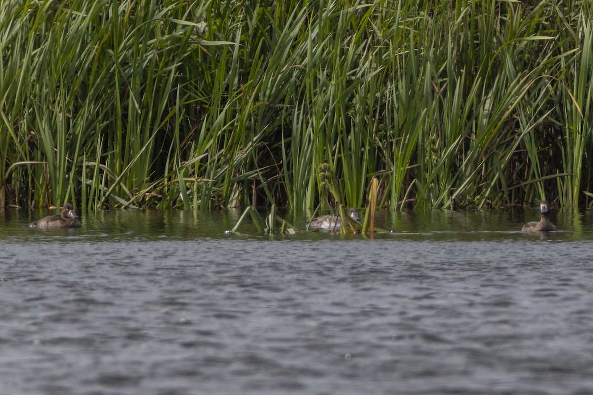 Tufted Duck - ML642574333