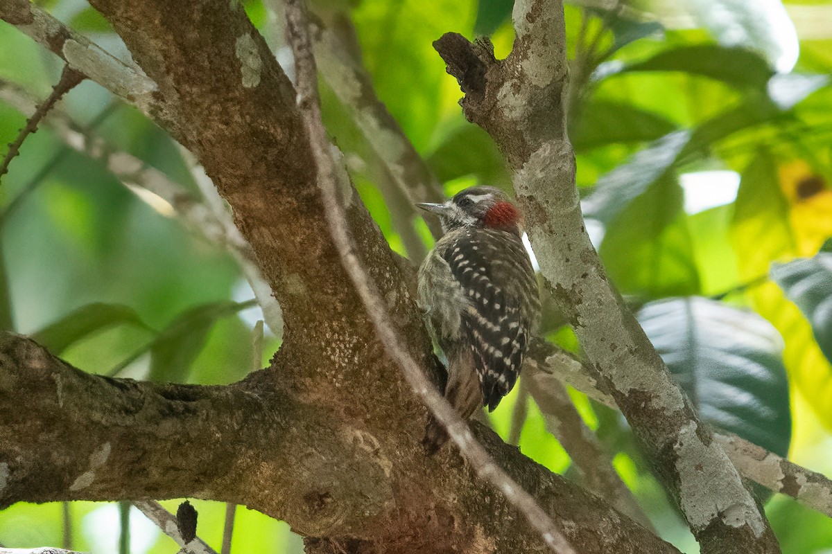 Sulawesi Pygmy Woodpecker - ML642574379