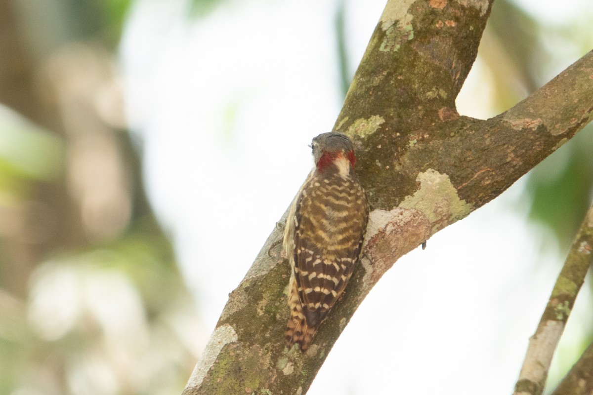 Sulawesi Pygmy Woodpecker - ML642574394