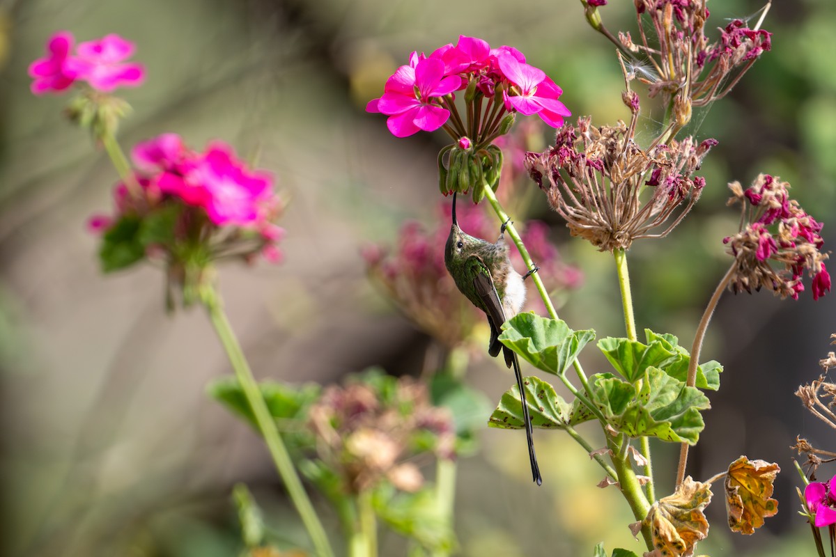 Black-tailed Trainbearer - ML642574403