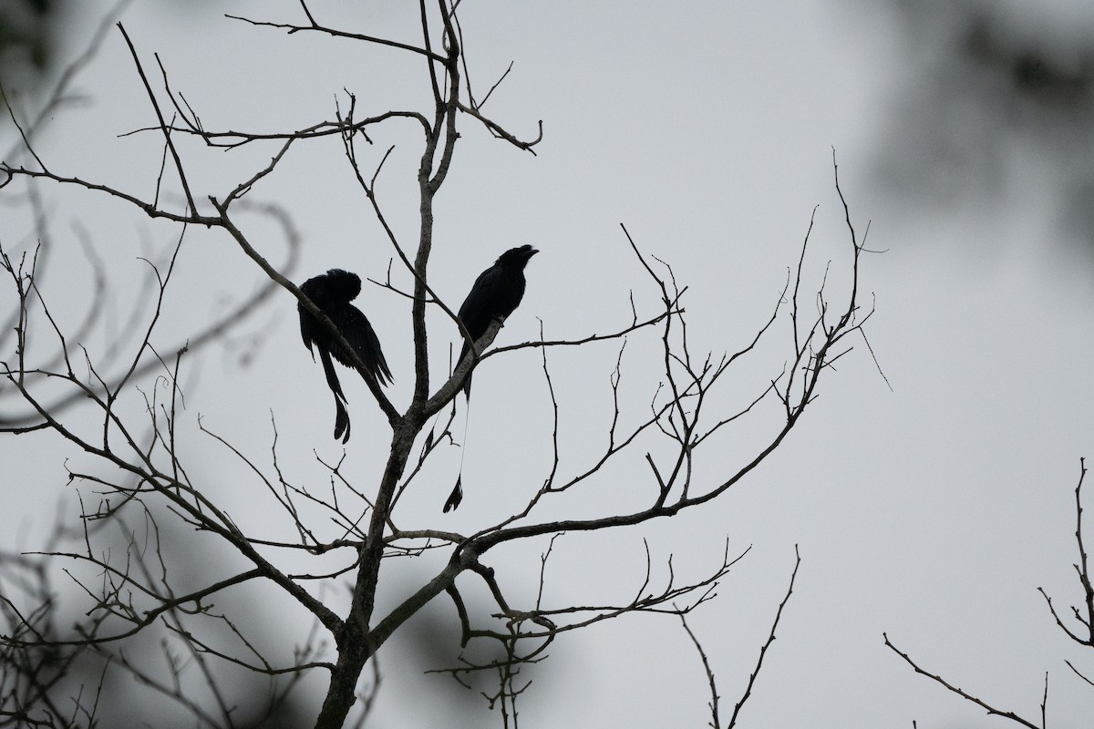 Greater Racket-tailed Drongo - ML642574404
