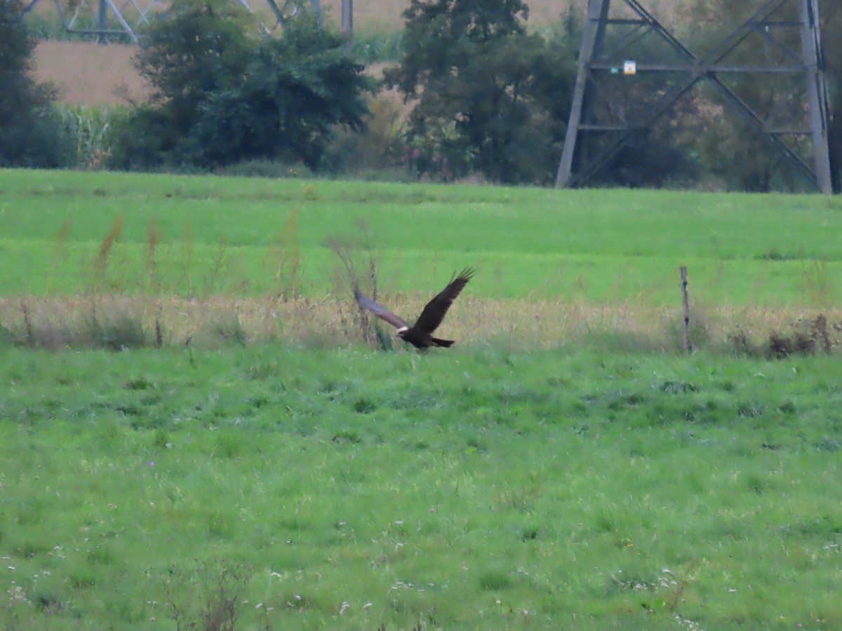 Western Marsh Harrier - ML642574433