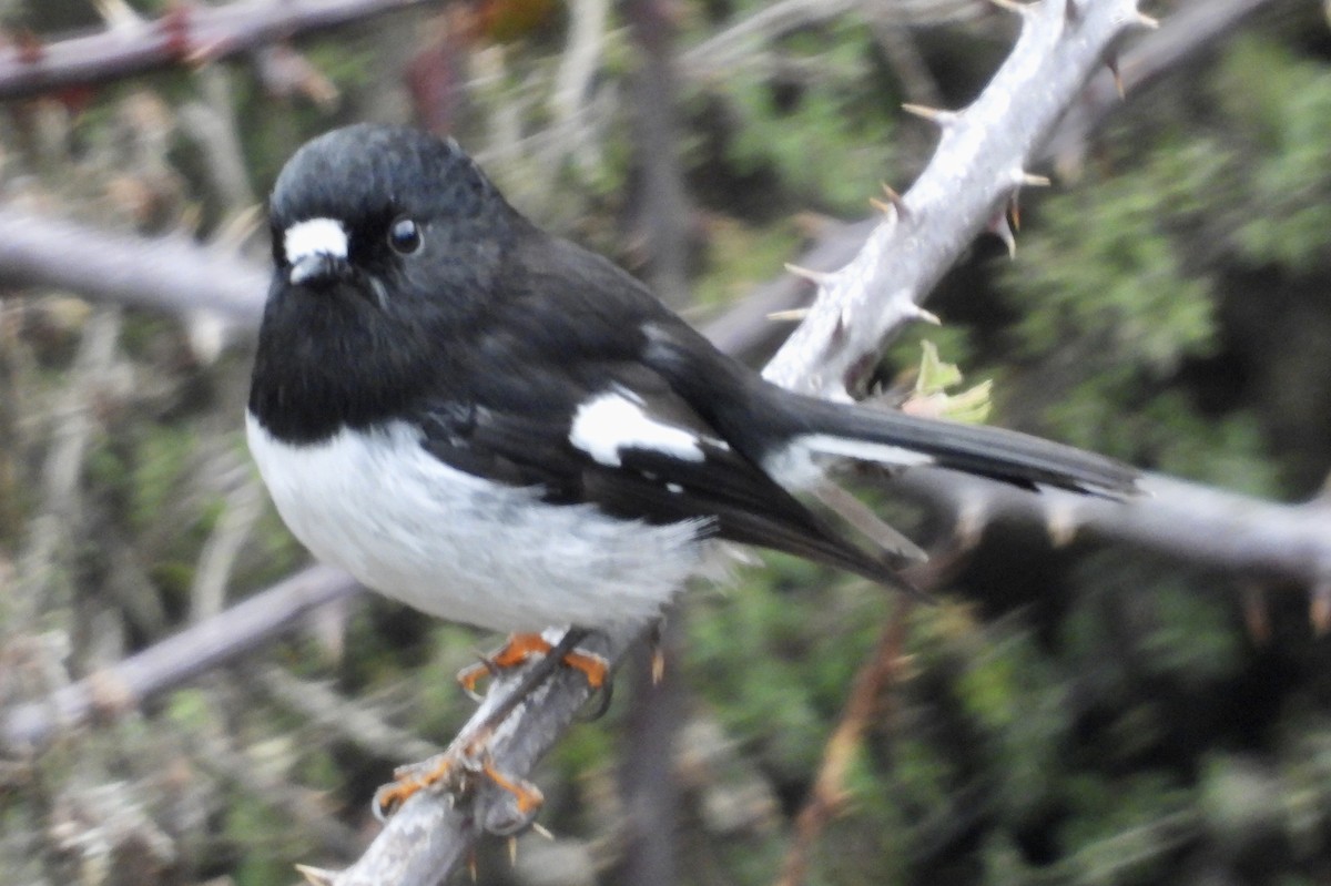 Tomtit Bülbülü - ML642574434